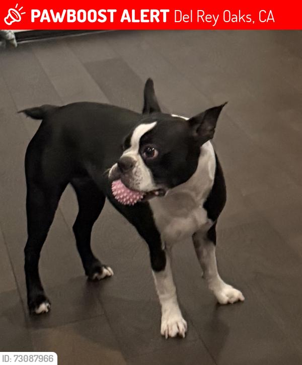 Lost Female Dog last seen Portola & 218, Del Rey Oaks, CA 93940