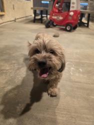 Found/Stray Male Dog last seen El cap / DI, Las Vegas, NV 89117
