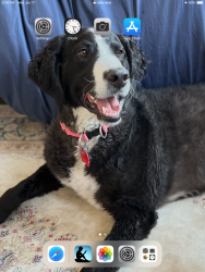 Lost Female Dog last seen Hottentott mine road, Anchorage, AK 99587