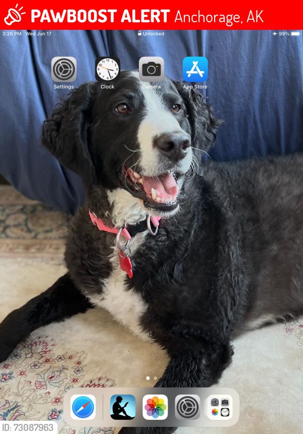 Lost Female Dog last seen Hottentott mine road, Anchorage, AK 99587