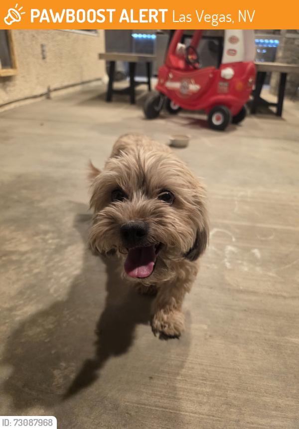 Found/Stray Male Dog last seen El cap / DI, Las Vegas, NV 89117