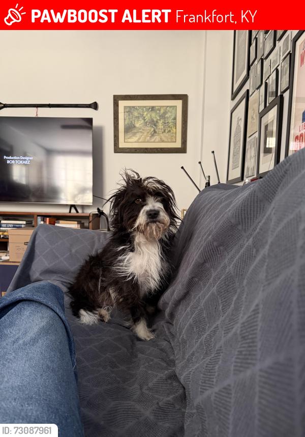 Lost Female Dog last seen Near Foxley Lane near 460 and Jim Beam Plant, Frankfort, KY 40601