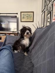 Lost Female Dog last seen Near Foxley Lane near 460 and Jim Beam Plant, Frankfort, KY 40601