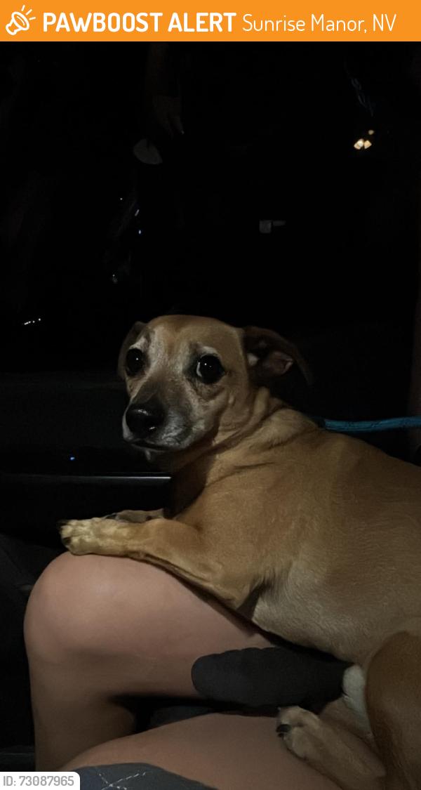 Found/Stray Male Dog last seen Sahara and Treeline, Sunrise Manor, NV 89142