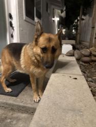 Reunited Female Dog last seen Woodward and McGroarty, Los Angeles, CA 91040