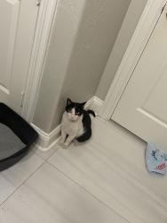 Lost Unknown Cat last seen Stonebridge, McKinney, TX 75069