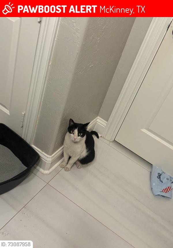 Lost Unknown Cat last seen Stonebridge, McKinney, TX 75069