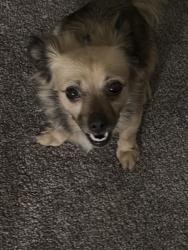 Found/Stray Female Dog last seen Canoga and Ramona, Montclair, CA 91763