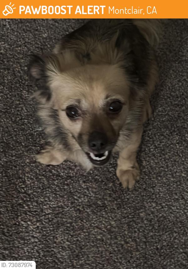 Found/Stray Female Dog last seen Canoga and Ramona, Montclair, CA 91763