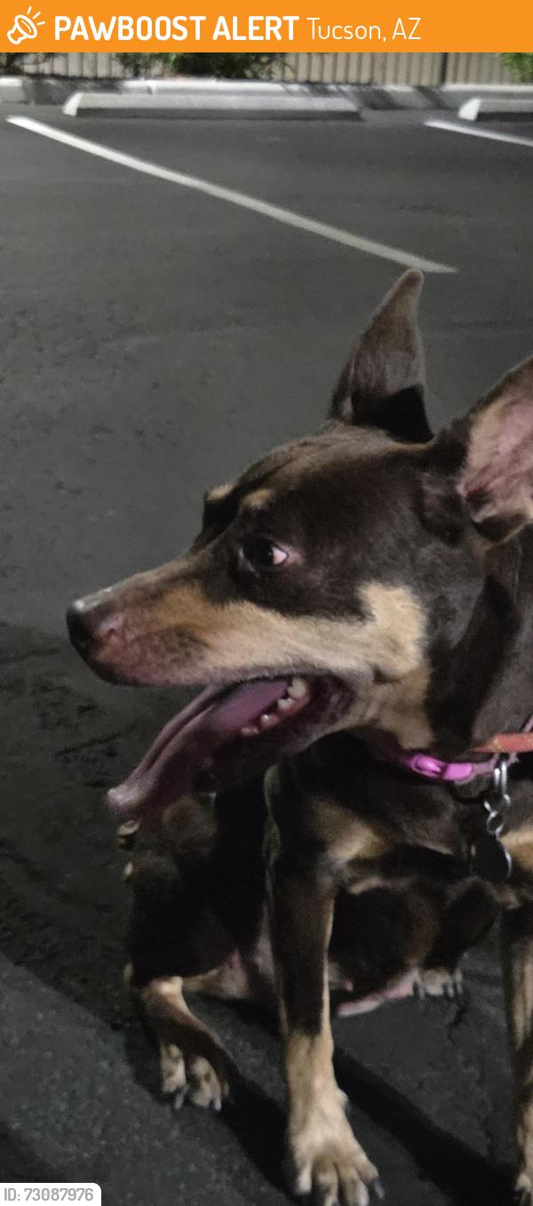 Found/Stray Female Dog last seen Country club and Broadway, Tucson, AZ 85716