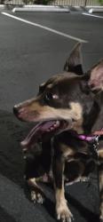 Found/Stray Female Dog last seen Country club and Broadway, Tucson, AZ 85716