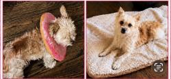 Lost Female Dog last seen 7th st and Gale ave, Hacienda Heights, CA 91745