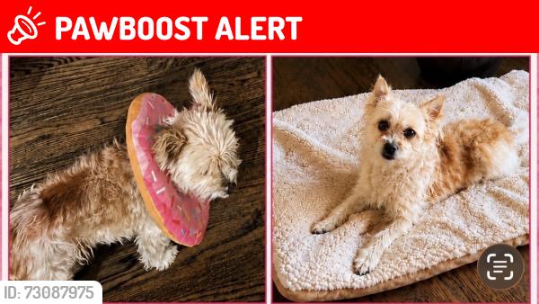 Lost Female Dog last seen 7th st and Gale ave, Hacienda Heights, CA 91745