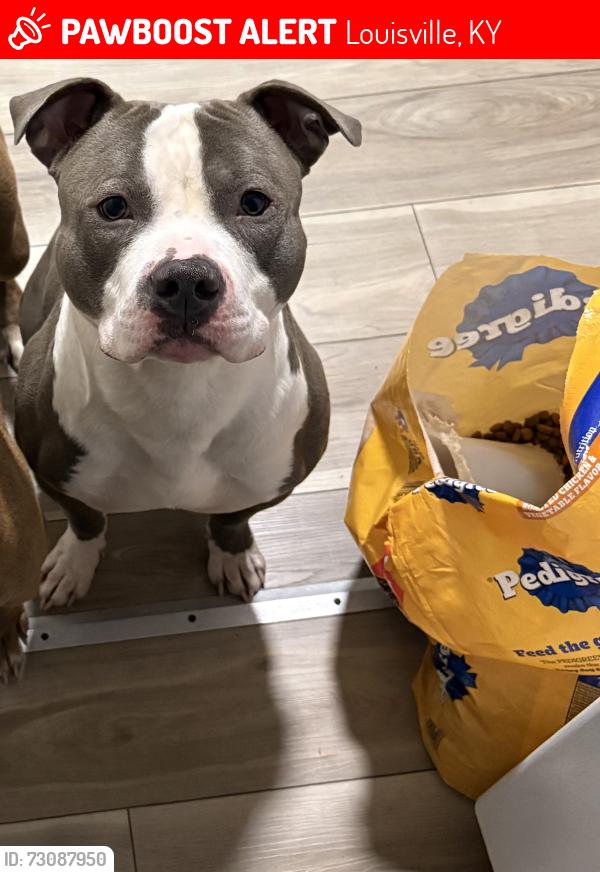 Lost Male Dog last seen St. Andrew church rd, Louisville, KY 40214