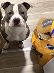 Lost Male Dog last seen St. Andrew church rd, Louisville, KY 40214