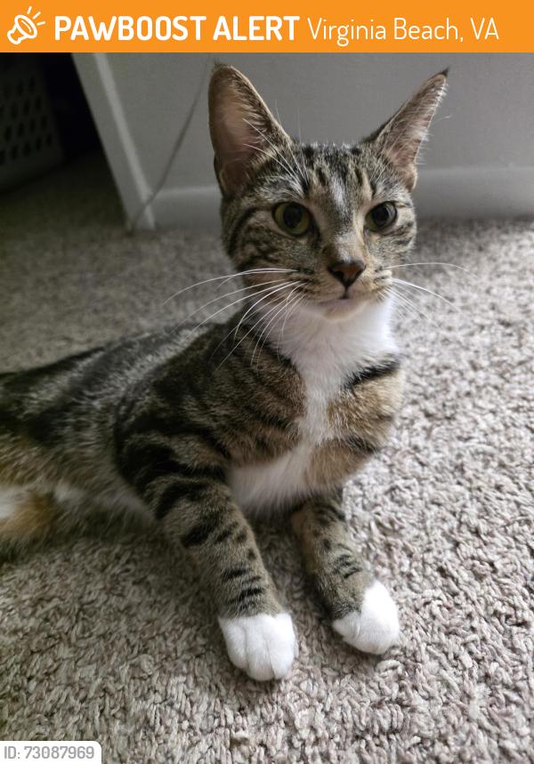 Found/Stray Female Cat last seen Blacksmith ct, Virginia Beach, VA 23464
