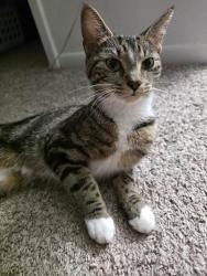 Found/Stray Female Cat last seen Blacksmith ct, Virginia Beach, VA 23464