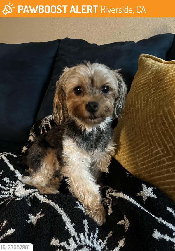 Found/Stray Female Dog last seen Tilton Ave, Riverside, CA 92509