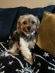Found/Stray Female Dog last seen Tilton Ave, Riverside, CA 92509