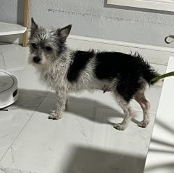 Found/Stray Female Dog last seen Near nw 2 av, Miami, FL 33168