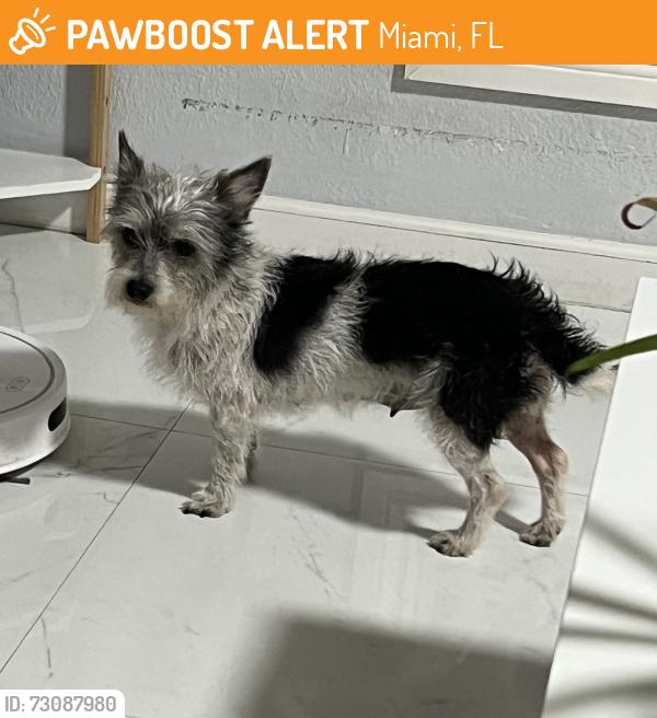 Found/Stray Female Dog last seen Near nw 2 av, Miami, FL 33168