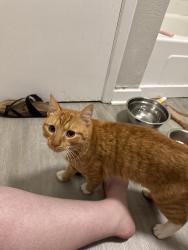 Found/Stray Male Cat last seen apmt complex, Newport, KY 41073