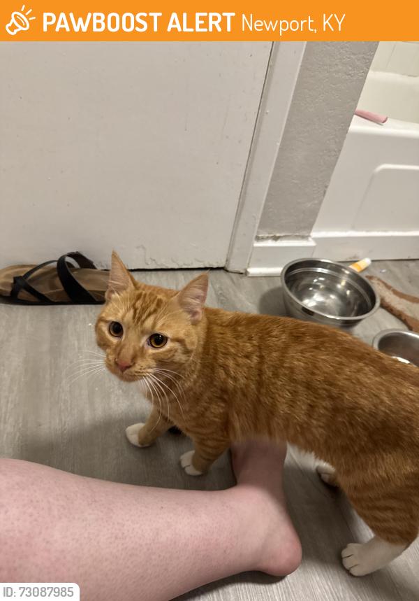 Found/Stray Male Cat last seen apmt complex, Newport, KY 41073