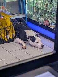 Reunited Male Dog last seen Near st and no cerritos, Long Beach, CA 90831