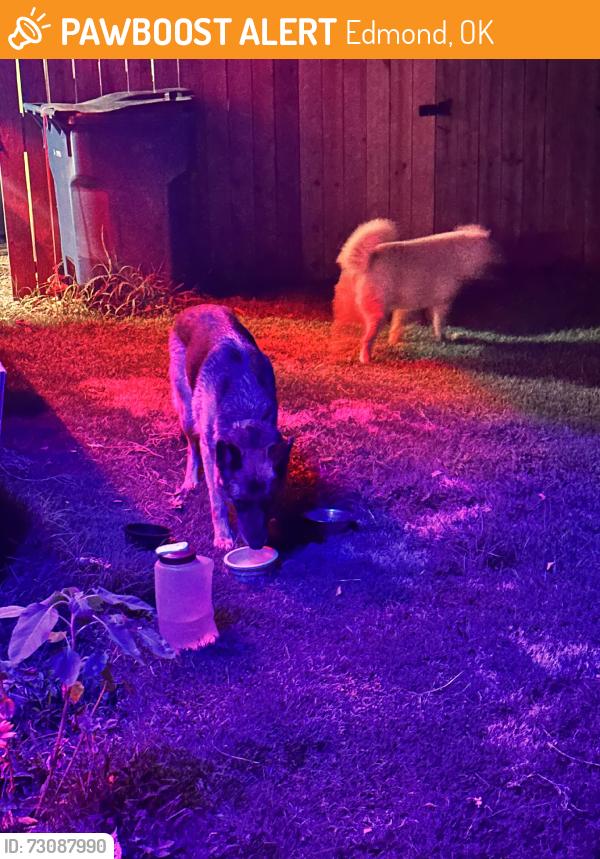 Found/Stray Unknown Dog last seen 15th and Kelly, Edmond, OK 73003