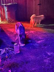 Found/Stray Unknown Dog last seen 15th and Kelly, Edmond, OK 73003