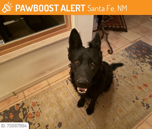 Found/Stray Male Dog last seen Top of long driveway of address, Santa Fe, NM 87507