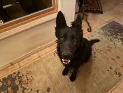 Found/Stray Male Dog last seen Top of long driveway of address, Santa Fe, NM 87507