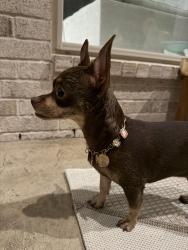 Reunited Female Dog last seen Preston Falls Dr, Houston, TX 77433
