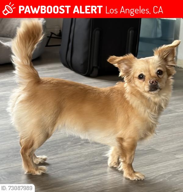 Lost Female Dog last seen Compton Ave, Los Angeles, CA 90059