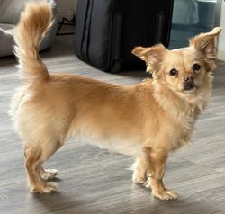 Lost Female Dog last seen Compton Ave, Los Angeles, CA 90059