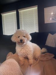 Lost Male Dog last seen Oakfield Glen ln, Houston, TX 77433