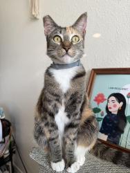 Lost Female Cat last seen Sawtelle Ave & Skyline , San Diego, CA 92114
