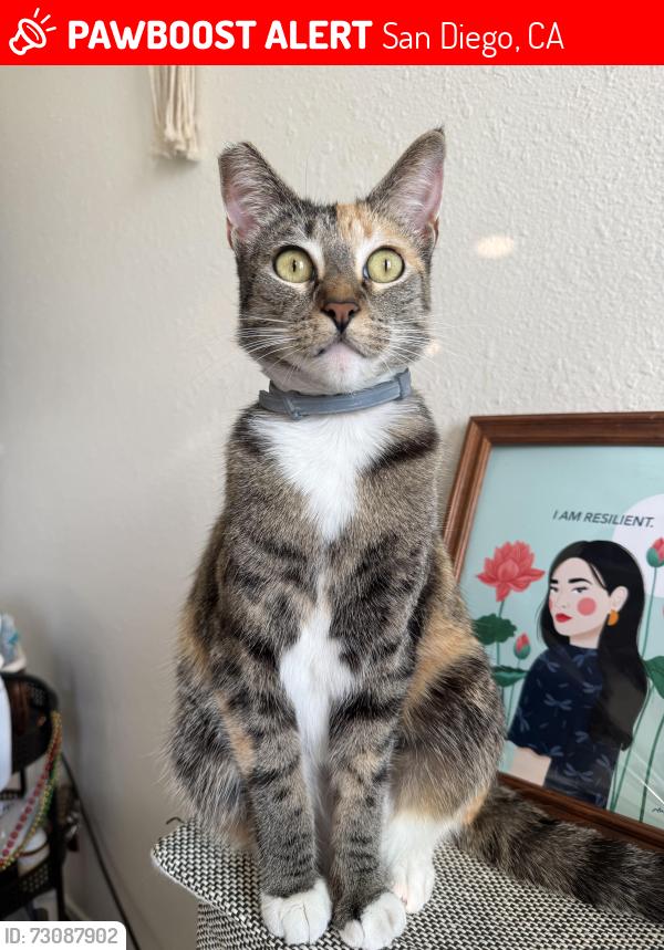 Lost Female Cat last seen Sawtelle Ave & Skyline , San Diego, CA 92114