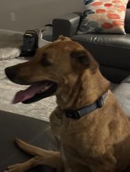 Found/Stray Female Dog last seen 214th, Pierce County, WA 98390
