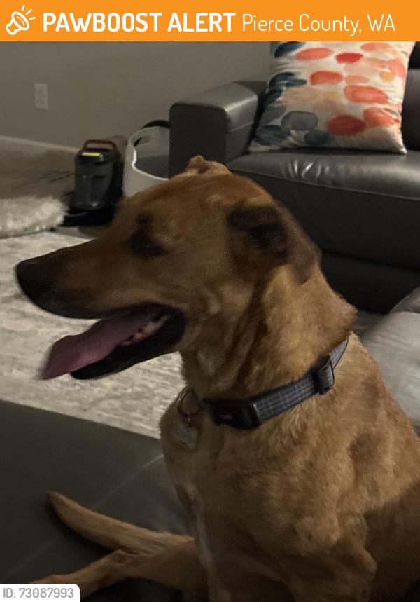 Found/Stray Female Dog last seen 214th, Pierce County, WA 98390