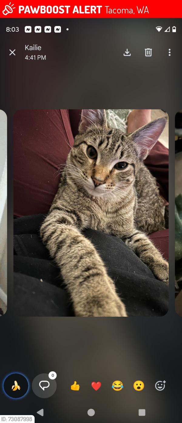 Lost Male Cat last seen 102nd and 19th, Tacoma, WA 98444