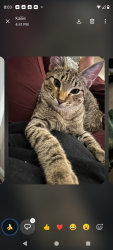 Lost Male Cat last seen 102nd and 19th, Tacoma, WA 98444