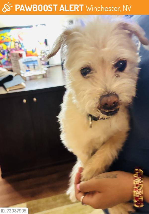 Found/Stray Male Dog last seen Sahara casino, Winchester, NV 89109