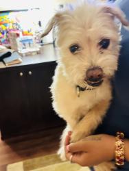 Found/Stray Male Dog last seen Sahara casino, Winchester, NV 89109