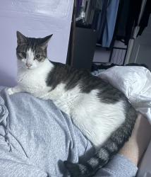 Lost Male Cat last seen Lakeshore and symons, Toronto, ON M8V 1G2