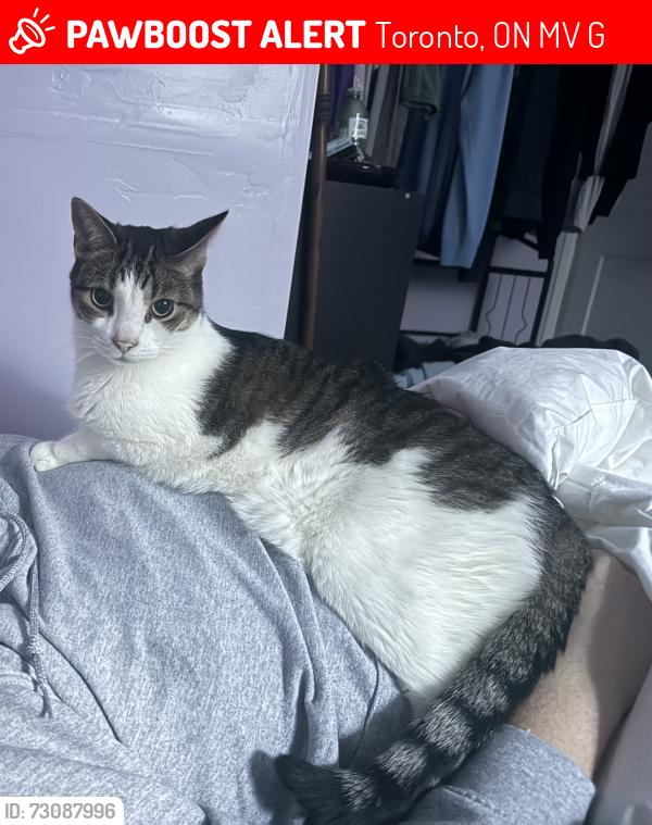 Lost Male Cat last seen Lakeshore and symons, Toronto, ON M8V 1G2