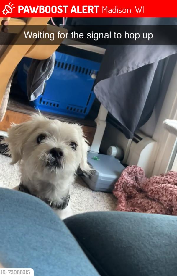 Lost Male Dog last seen Independence & columbus ln, Madison, WI 53704
