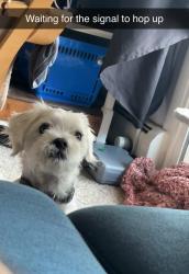 Lost Male Dog last seen Independence & columbus ln, Madison, WI 53704