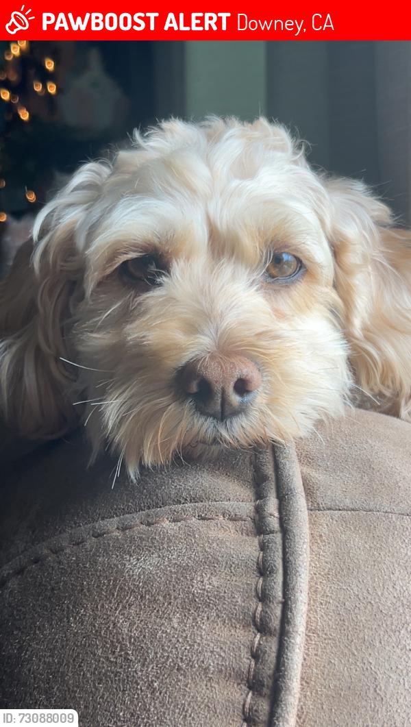 Lost Female Dog last seen Telegraph in Paramount, Downey, CA 90241