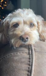 Lost Female Dog last seen Telegraph in Paramount, Downey, CA 90241